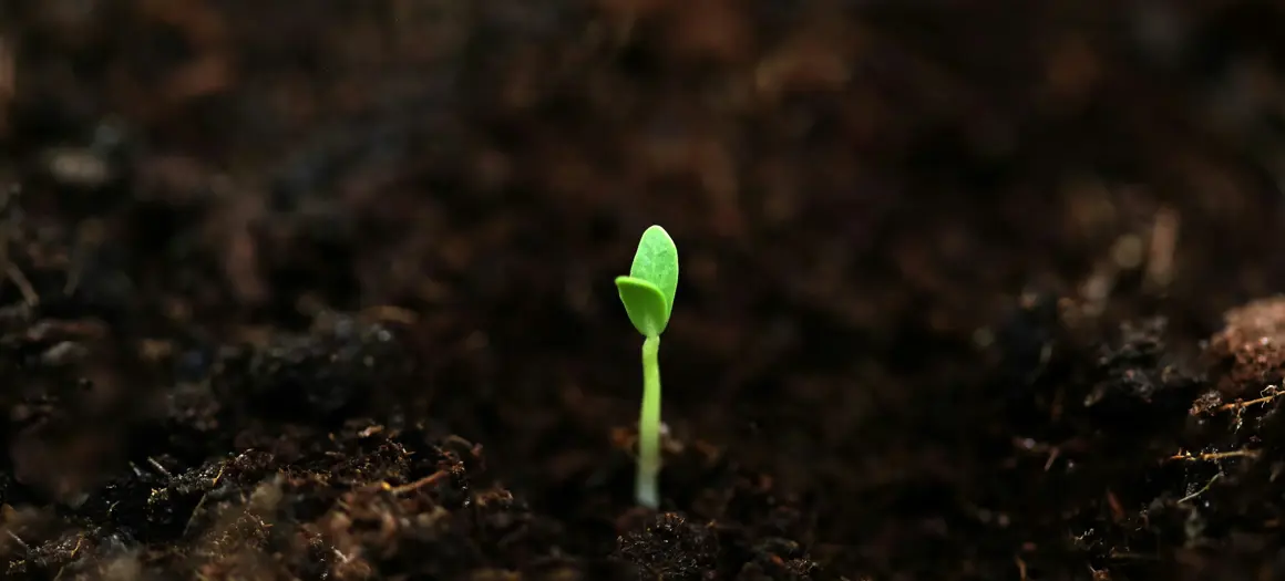 Uitkomen van een klein plantje uit de aarde