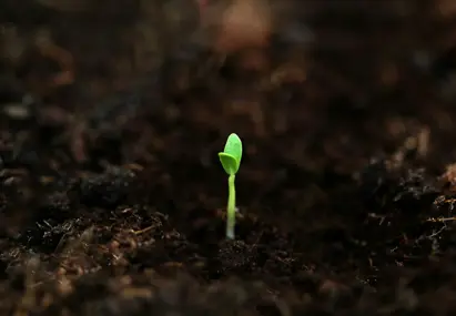 Uitkomen van een klein plantje uit de aarde