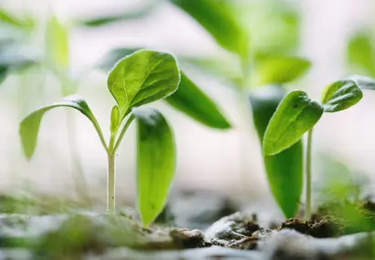 Scherpe en heldere foto van kiemplantjes groeiend uit de aarde