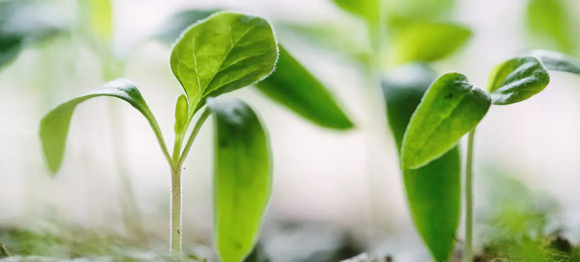 Scherpe en heldere foto van kiemplantjes groeiend uit de aarde