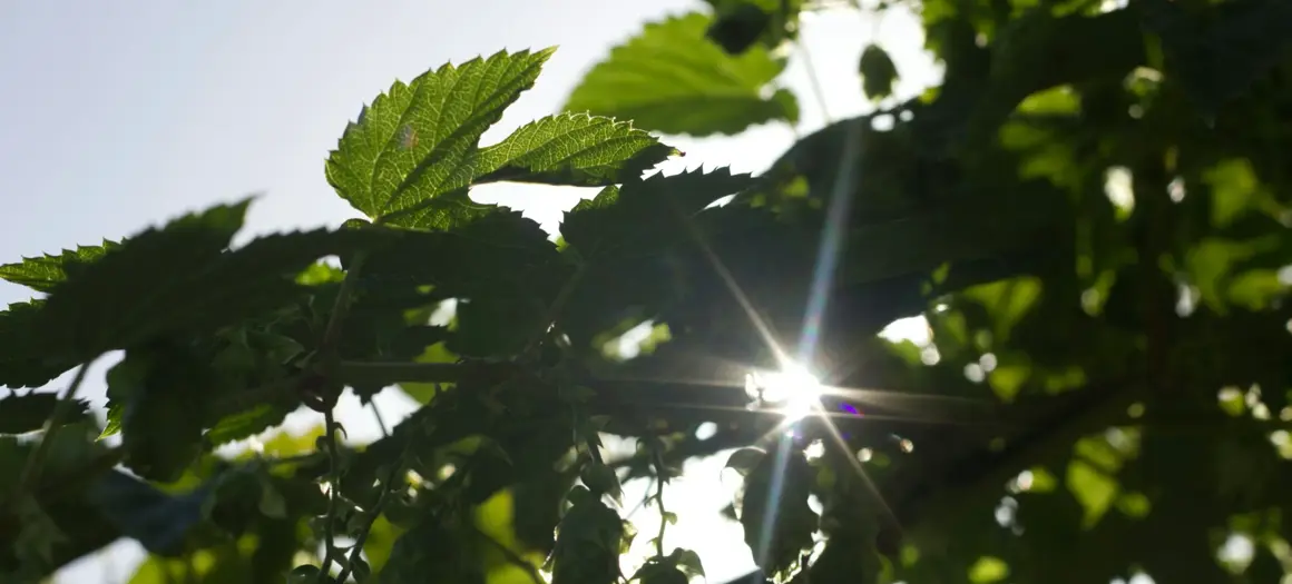 Zon schijnt door groene bladeren