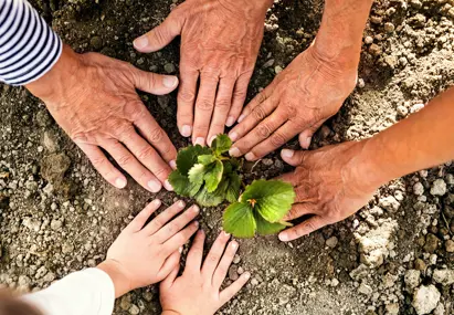 Verschillende handen rondom een plant in de aarde