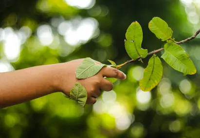 Persoon houdt tak met groene bladeren vast